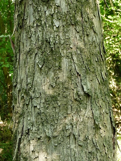 {Carya aquatica}